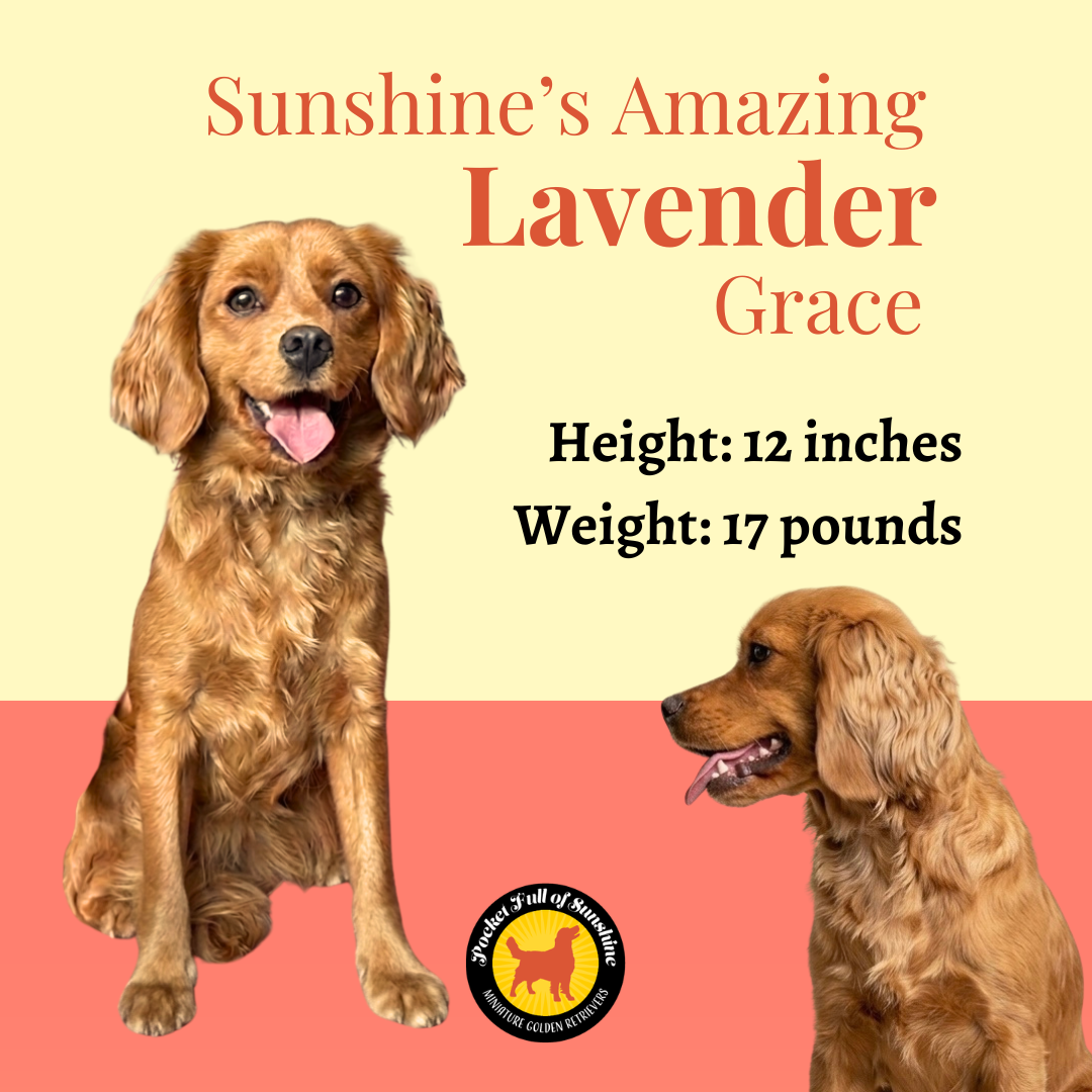 Our Ladies — Pocket Full of Sunshine Miniature Golden Retrievers